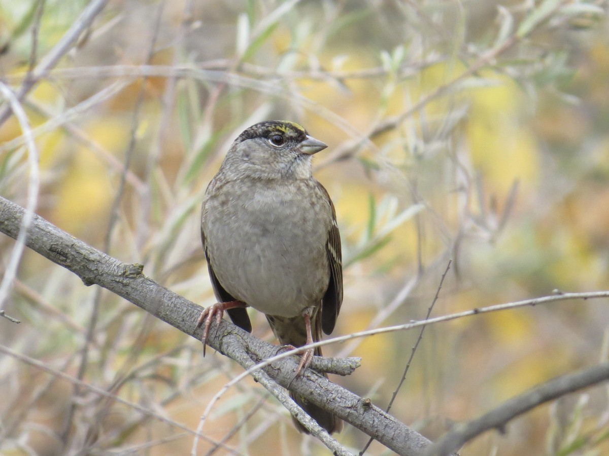 Golden-crowned Sparrow - Lily Douglas