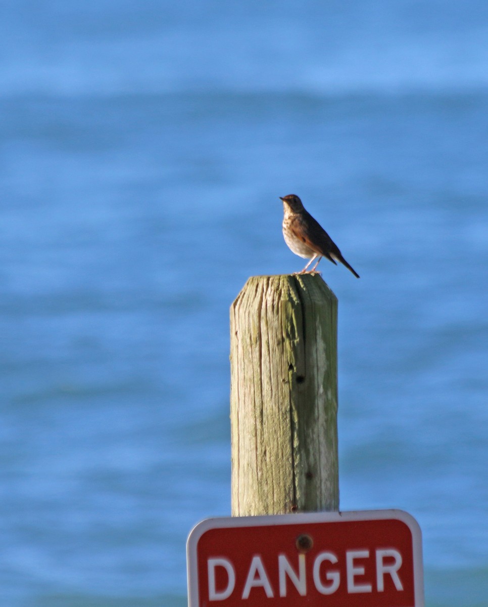 Hermit Thrush (guttatus Group) - ML285593341