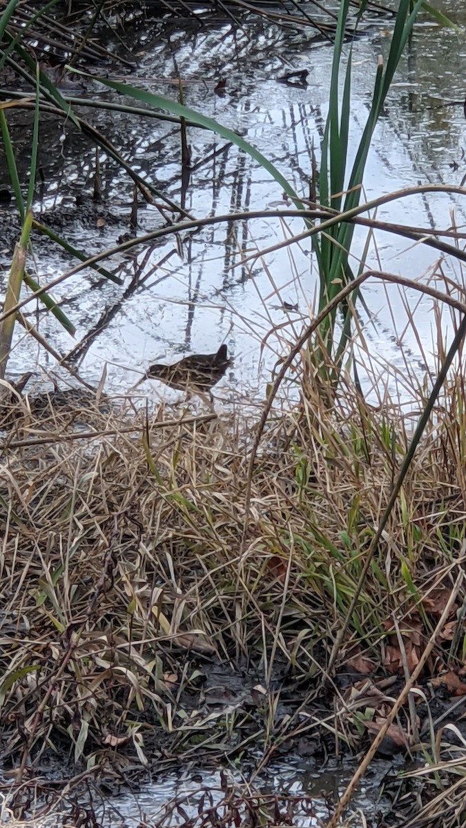 Virginia Rail - ML285594301