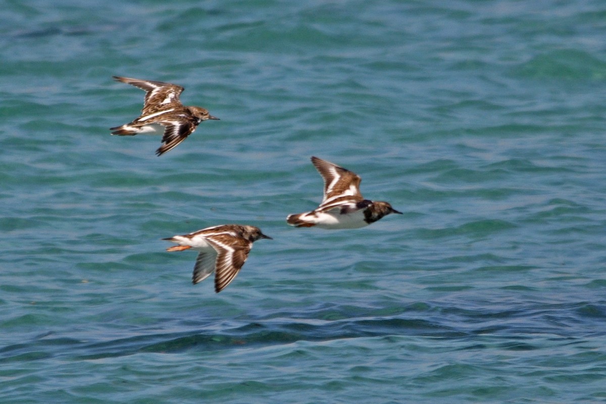 Ruddy Turnstone - ML285598231