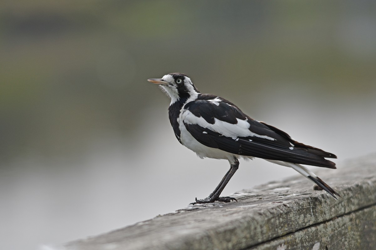 Magpie-lark - ML285600131