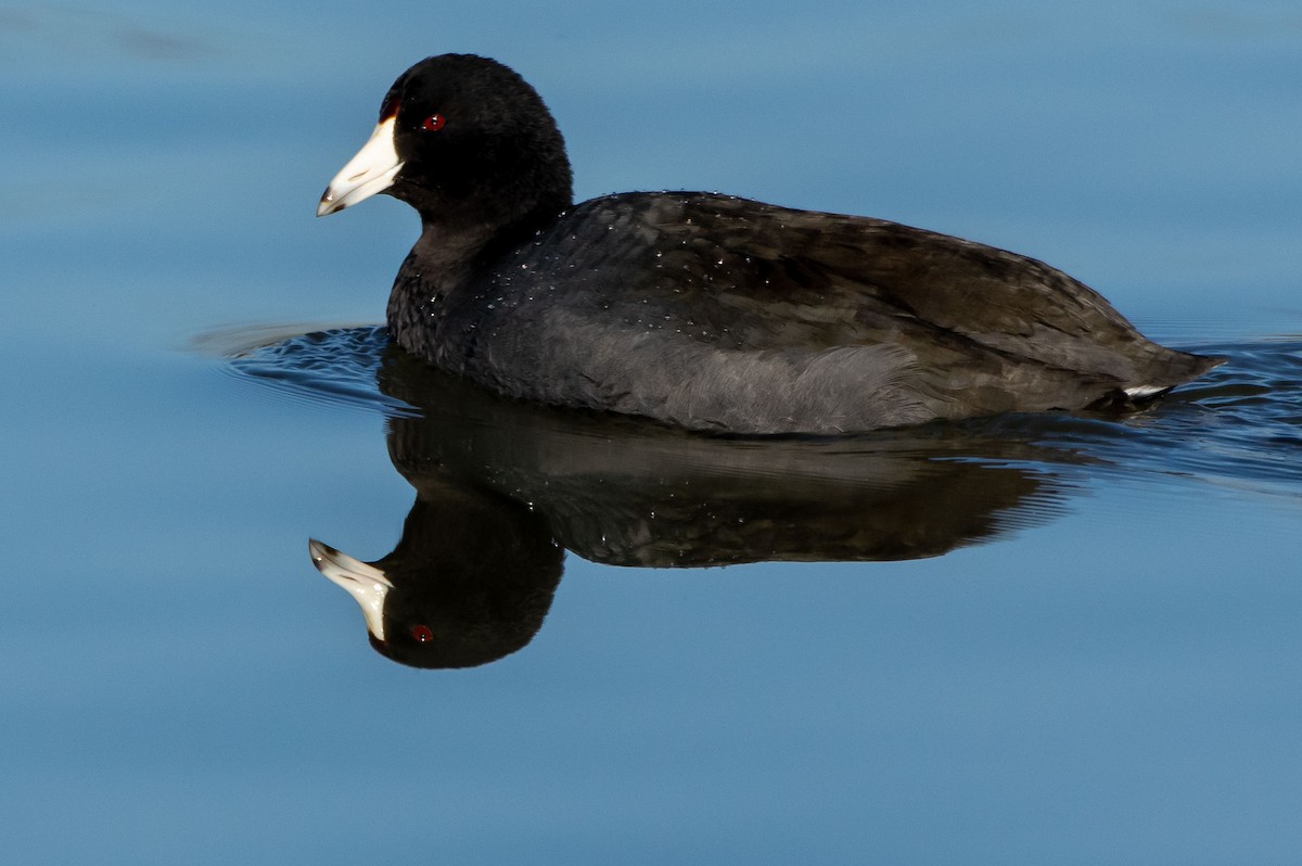 American Coot - Phil Kahler