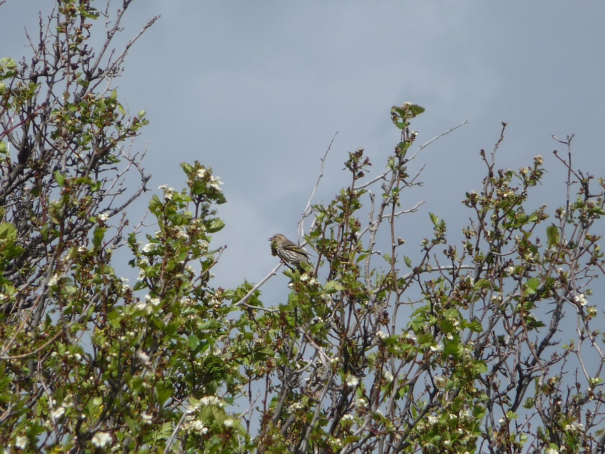 Pine Siskin - ML28560161