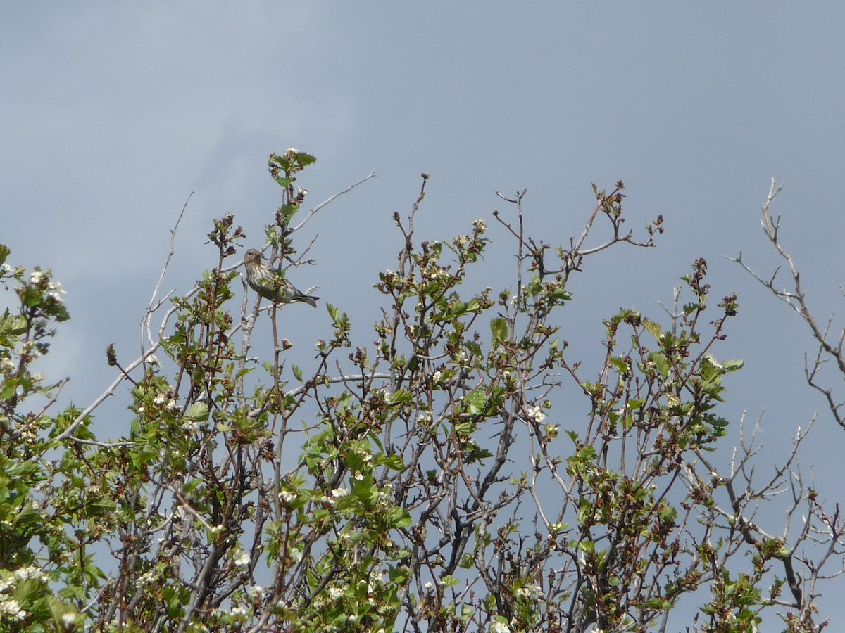 Pine Siskin - ML28560171