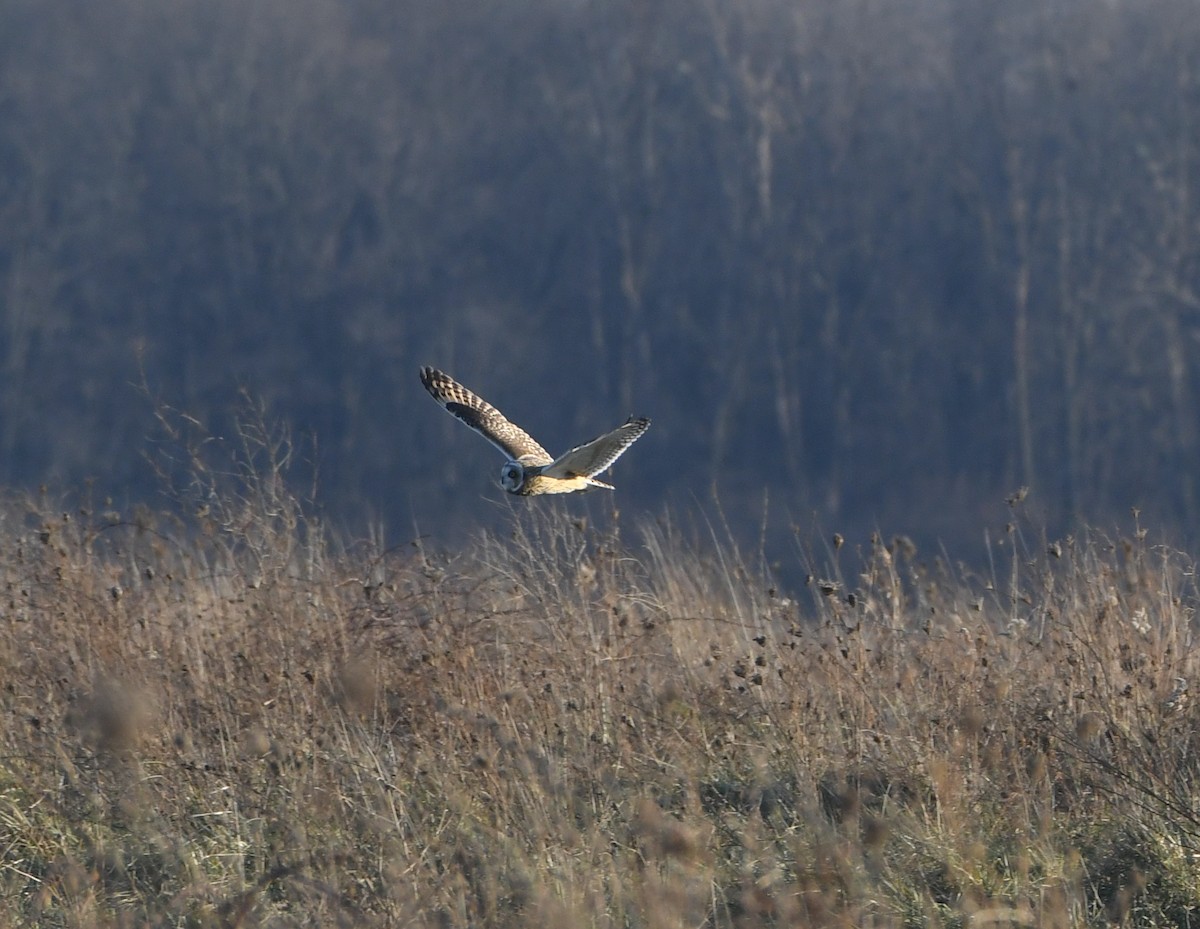 Short-eared Owl - Ted Wolff