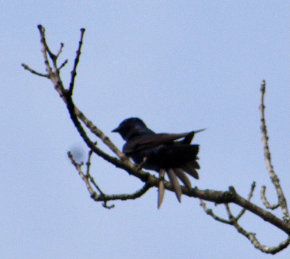 Purple Martin - ML285603351