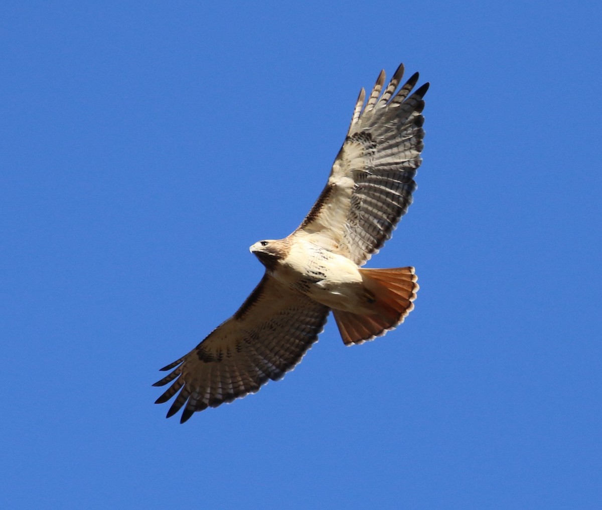Red-tailed Hawk - ML285604991