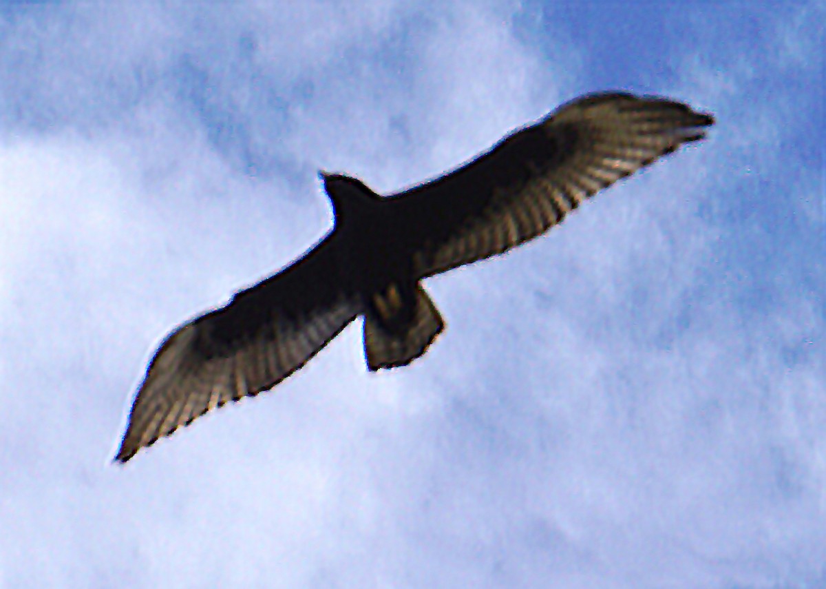 Zone-tailed Hawk - ML285605941