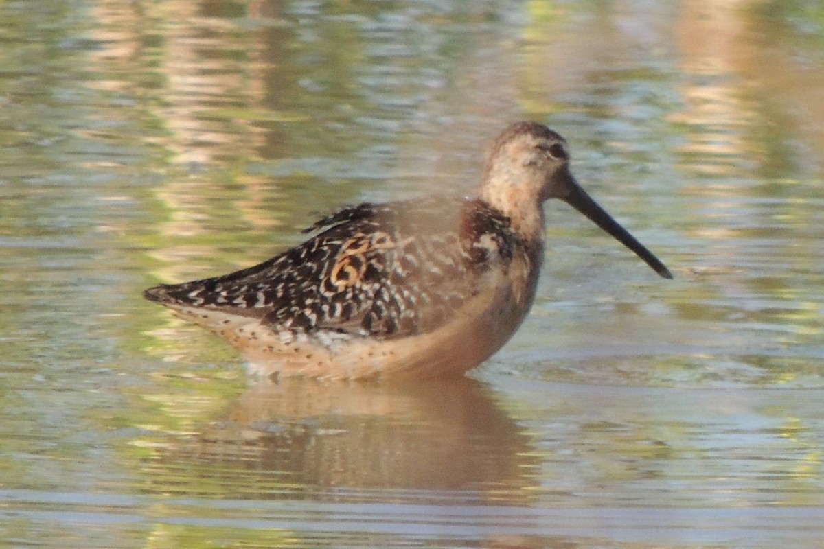 Short-billed Dowitcher - ML285608051