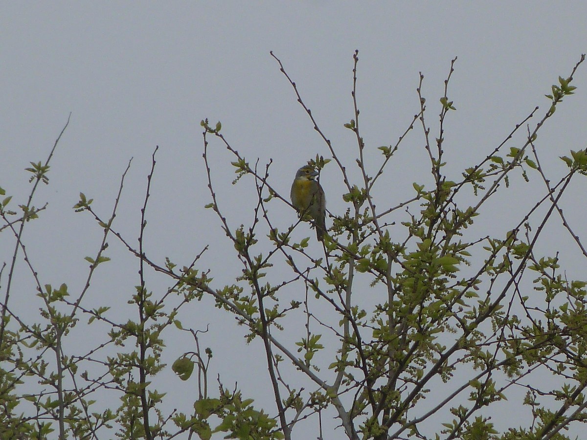 Dickcissel d'Amérique - ML28561021