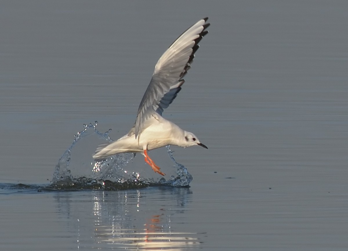 Bonaparte's Gull - Jerry Ting