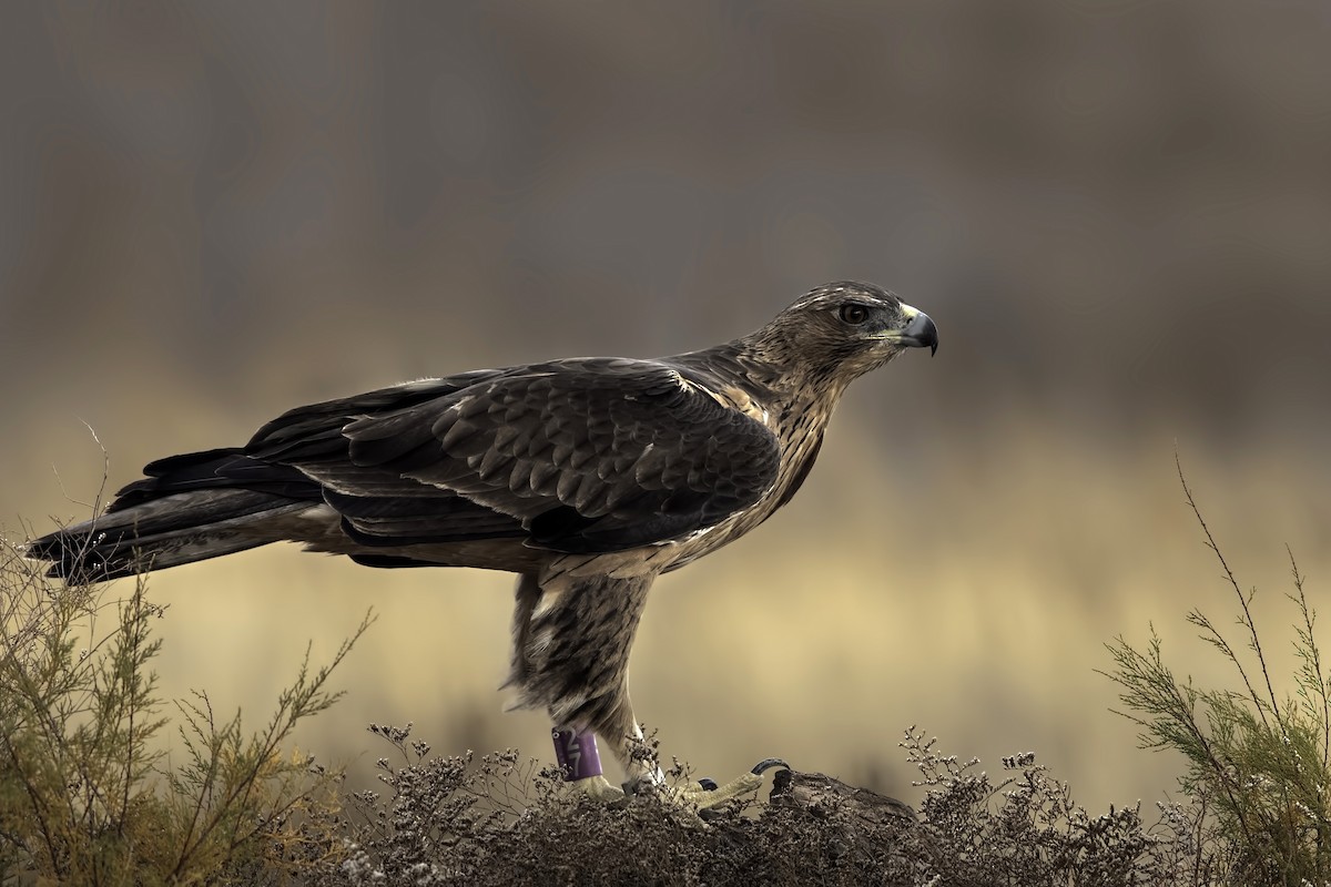 Bonelli's Eagle - ML285612421