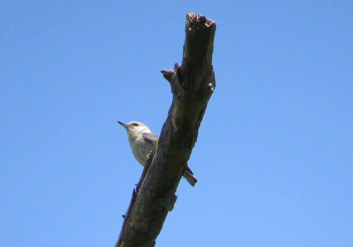 Brown-headed Nuthatch - ML28561251