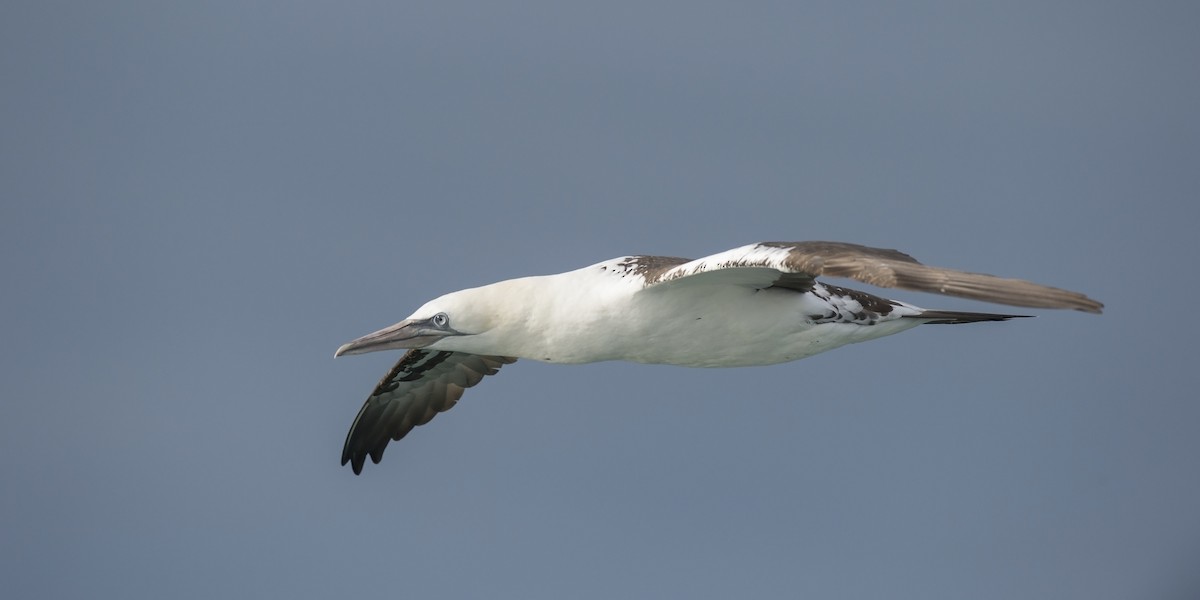 Northern Gannet - benny cottele