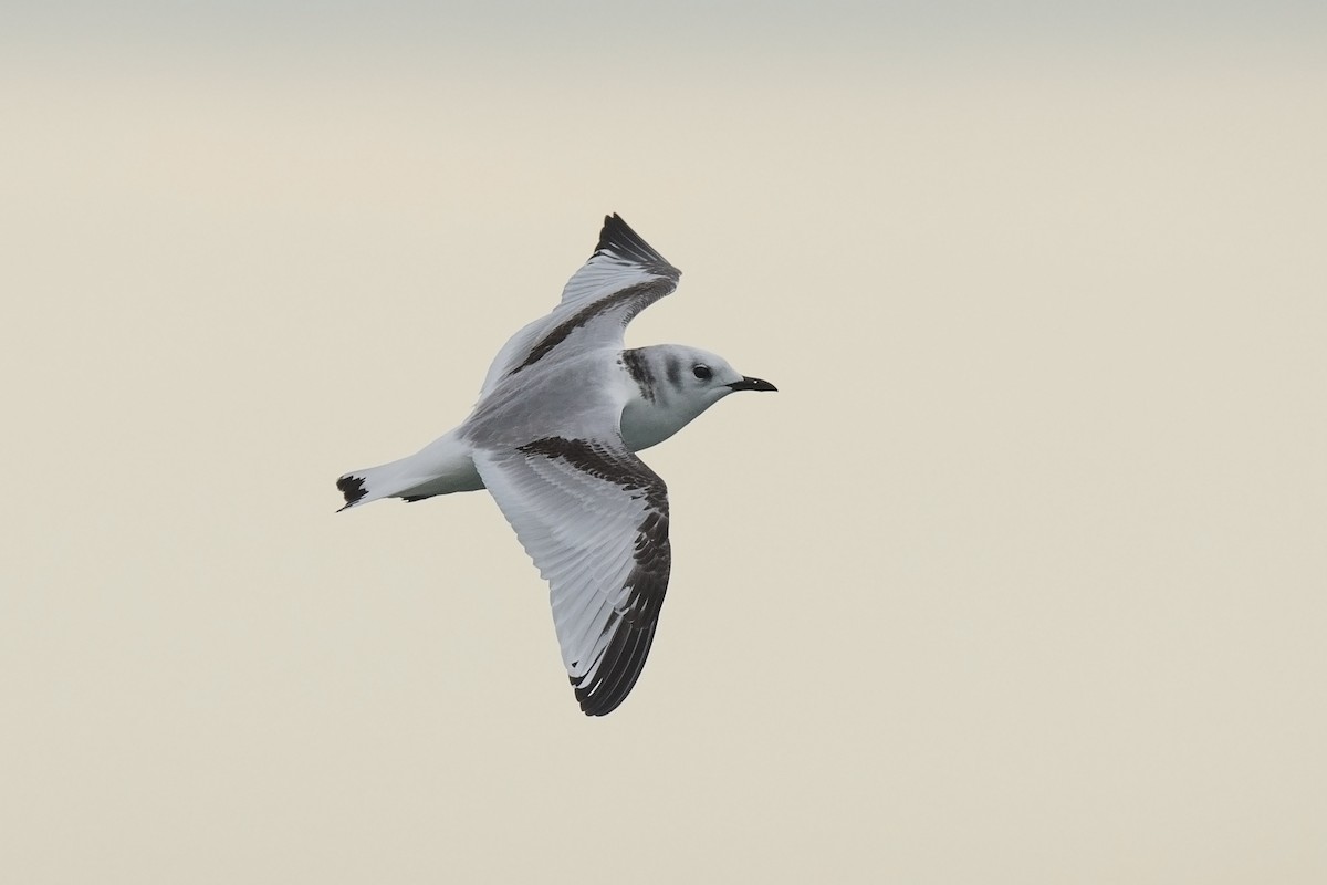 Black-legged Kittiwake - benny cottele