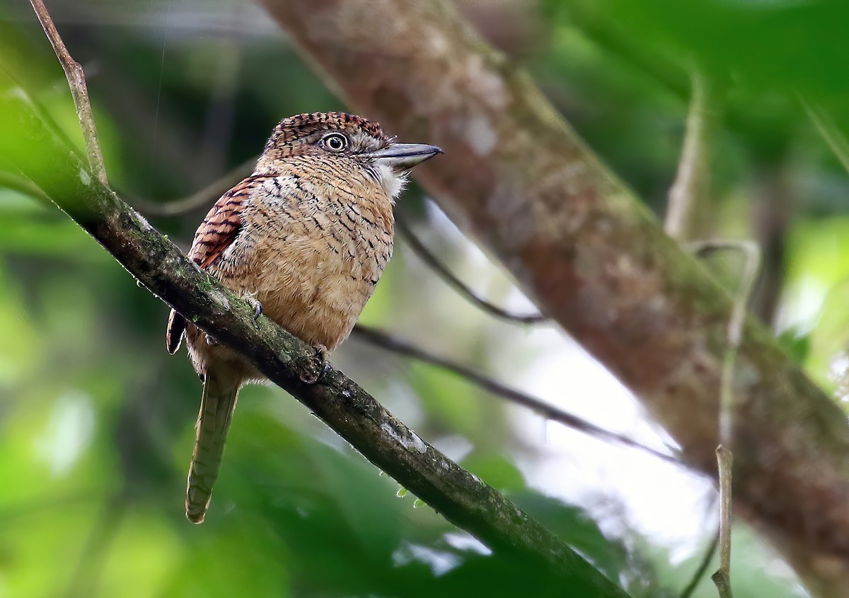 Barred Puffbird - ML285614991