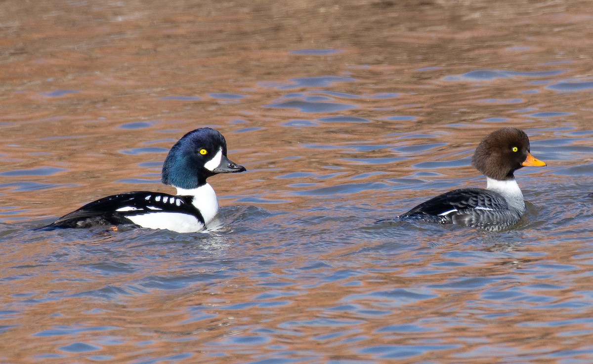 Barrow's Goldeneye - ML285615681