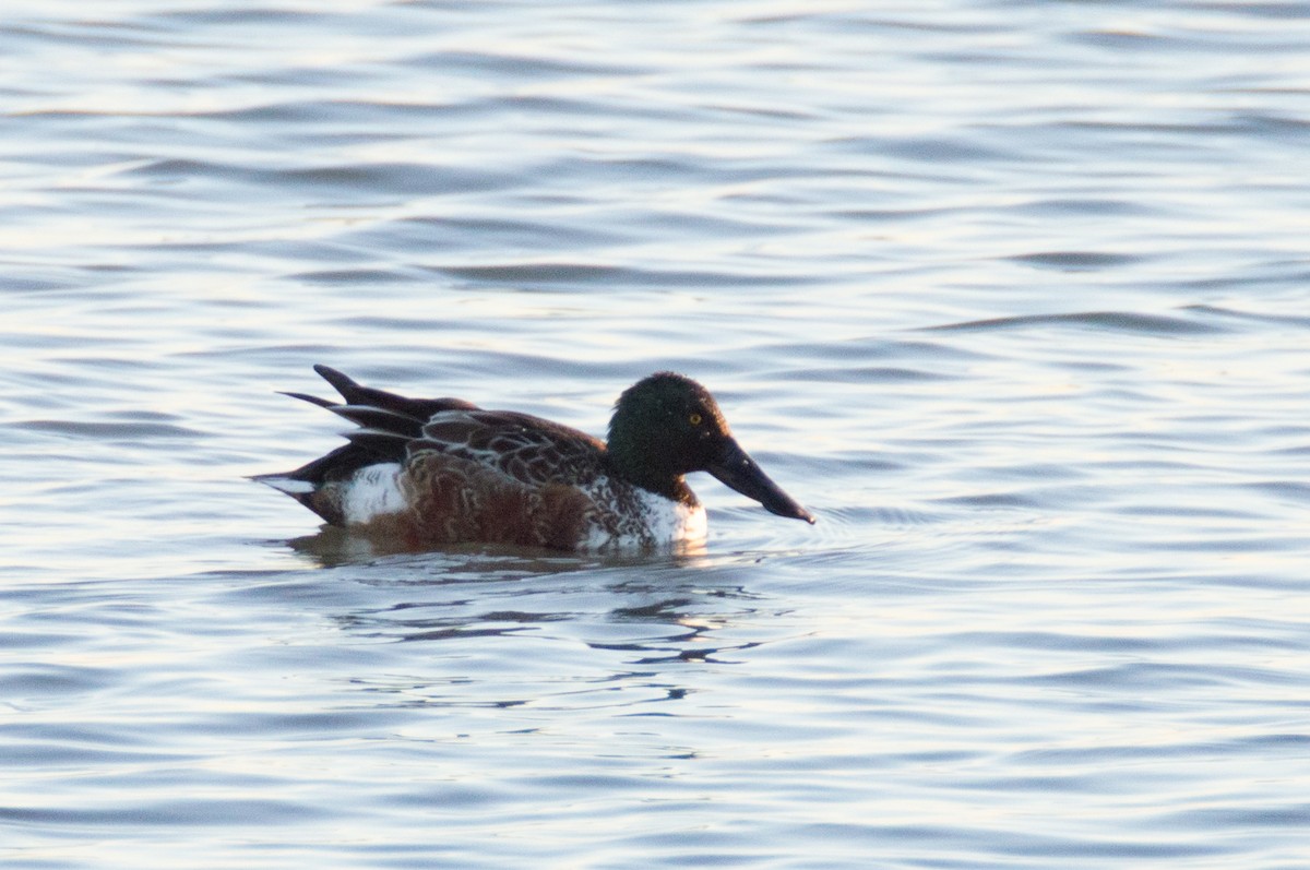 Northern Shoveler - ML285616031