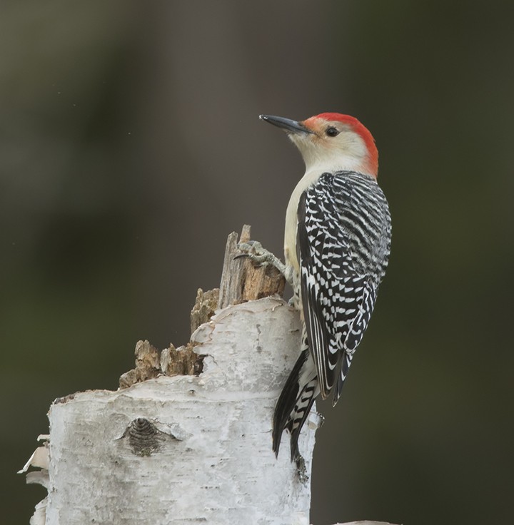 Red-bellied Woodpecker - ML285617161