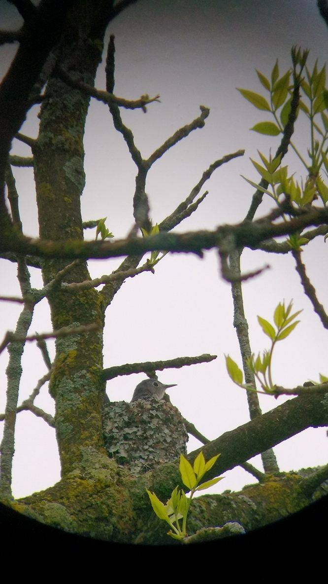Blue-gray Gnatcatcher - ML28562081