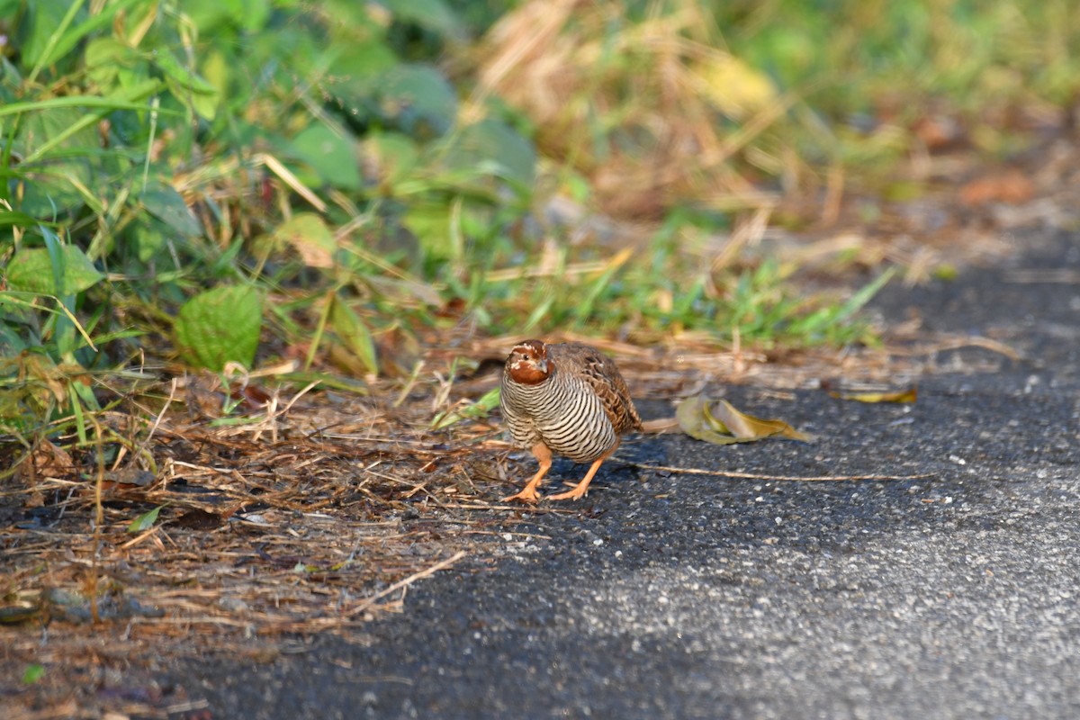 Jungle Bush-Quail - ML285622401