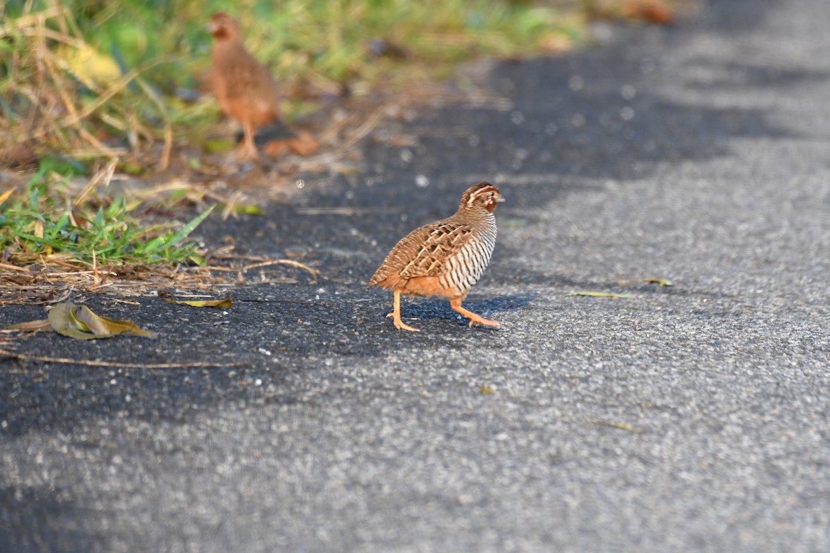 Jungle Bush-Quail - ML285622411