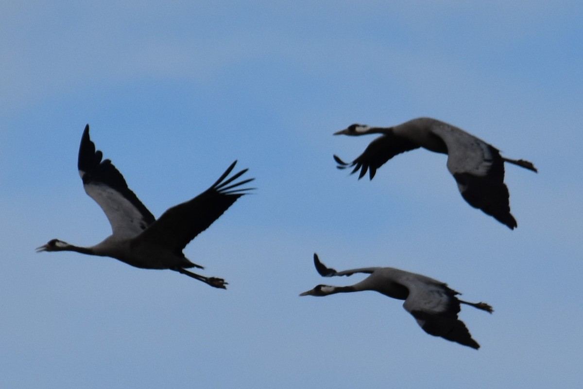 クロヅル - ML285623301