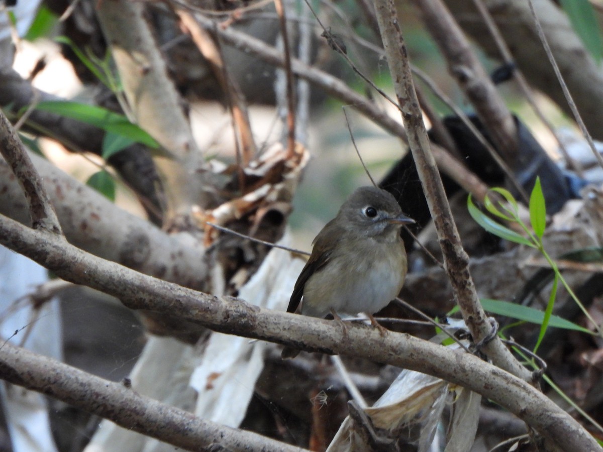 Brown-breasted Flycatcher - ML285623691