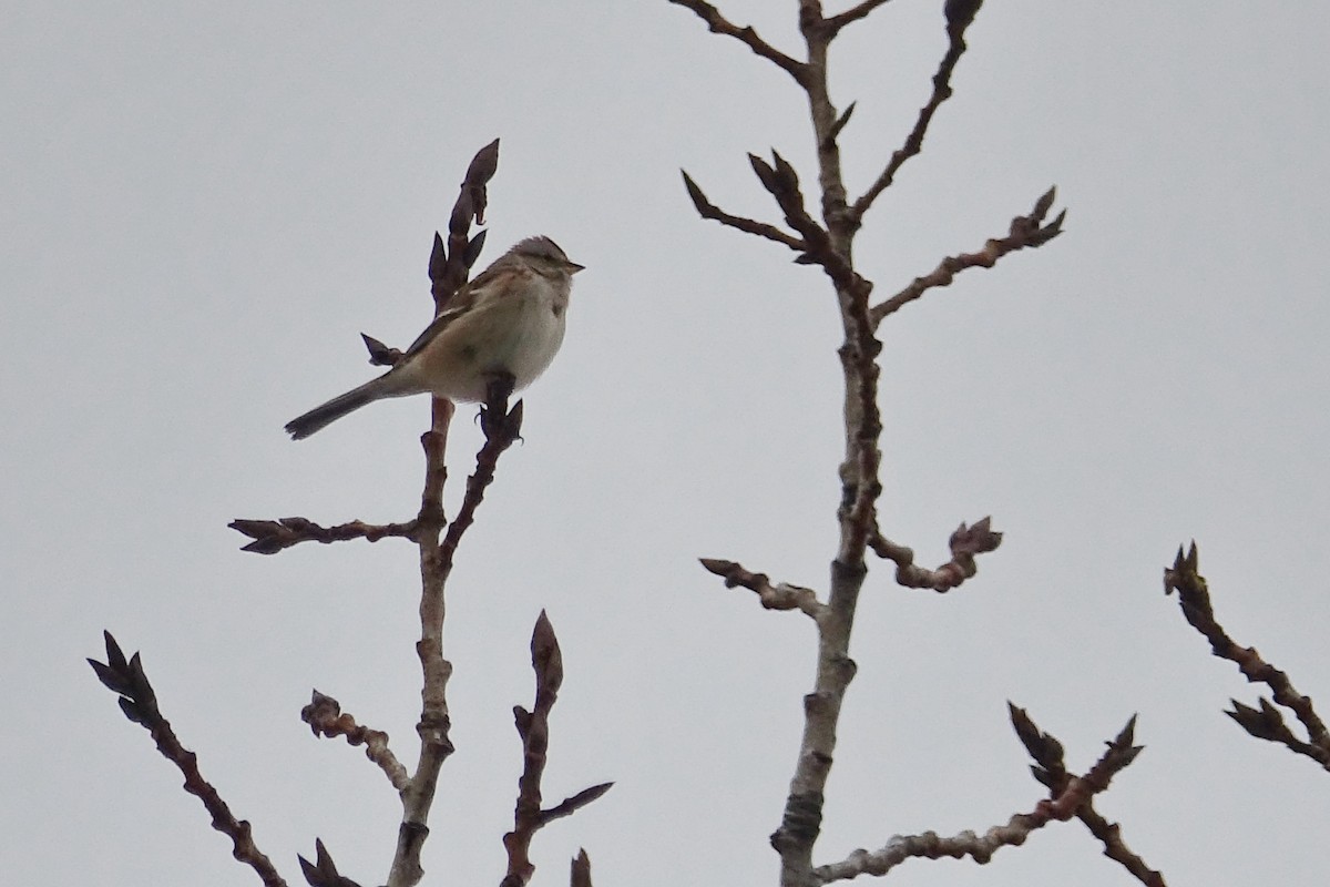 American Tree Sparrow - ML285624591