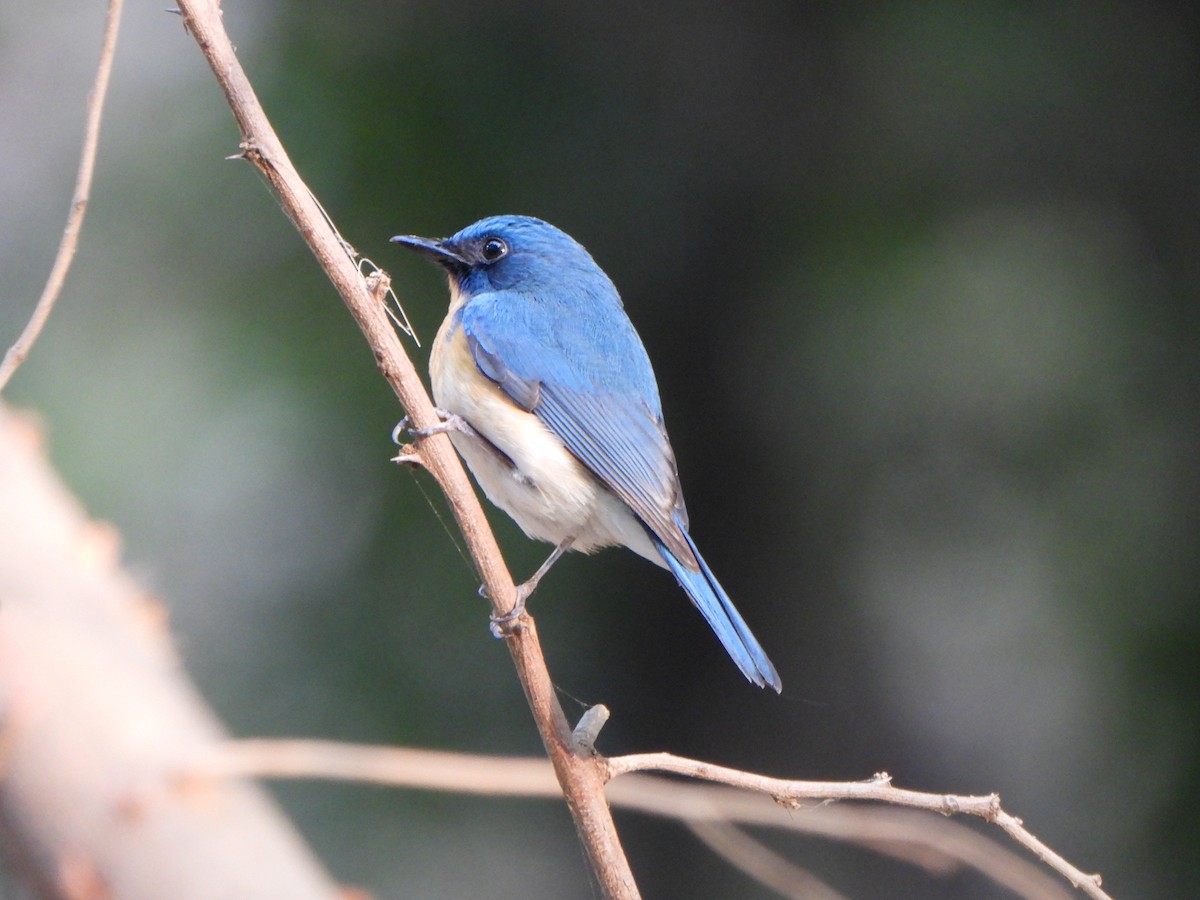 Tickell's Blue Flycatcher - ML285625131