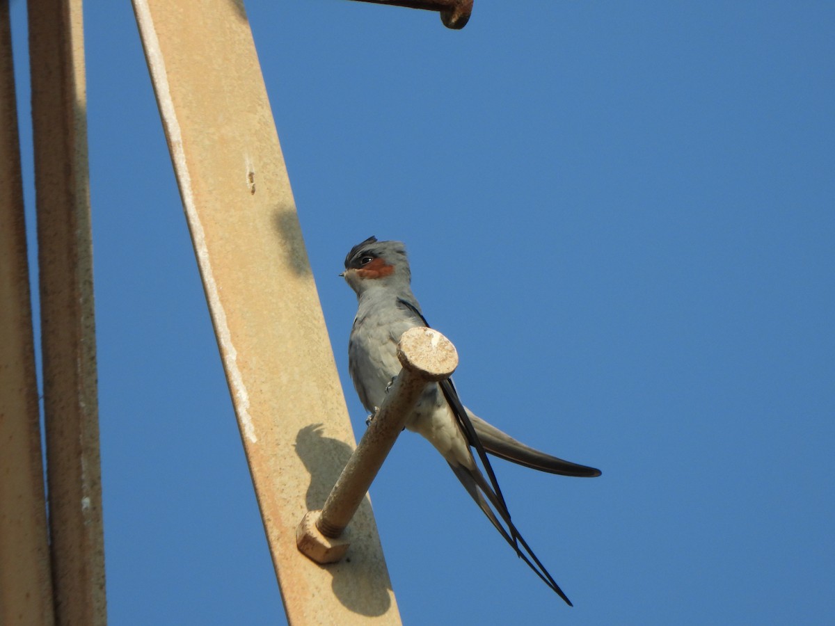 Crested Treeswift - ML285626951