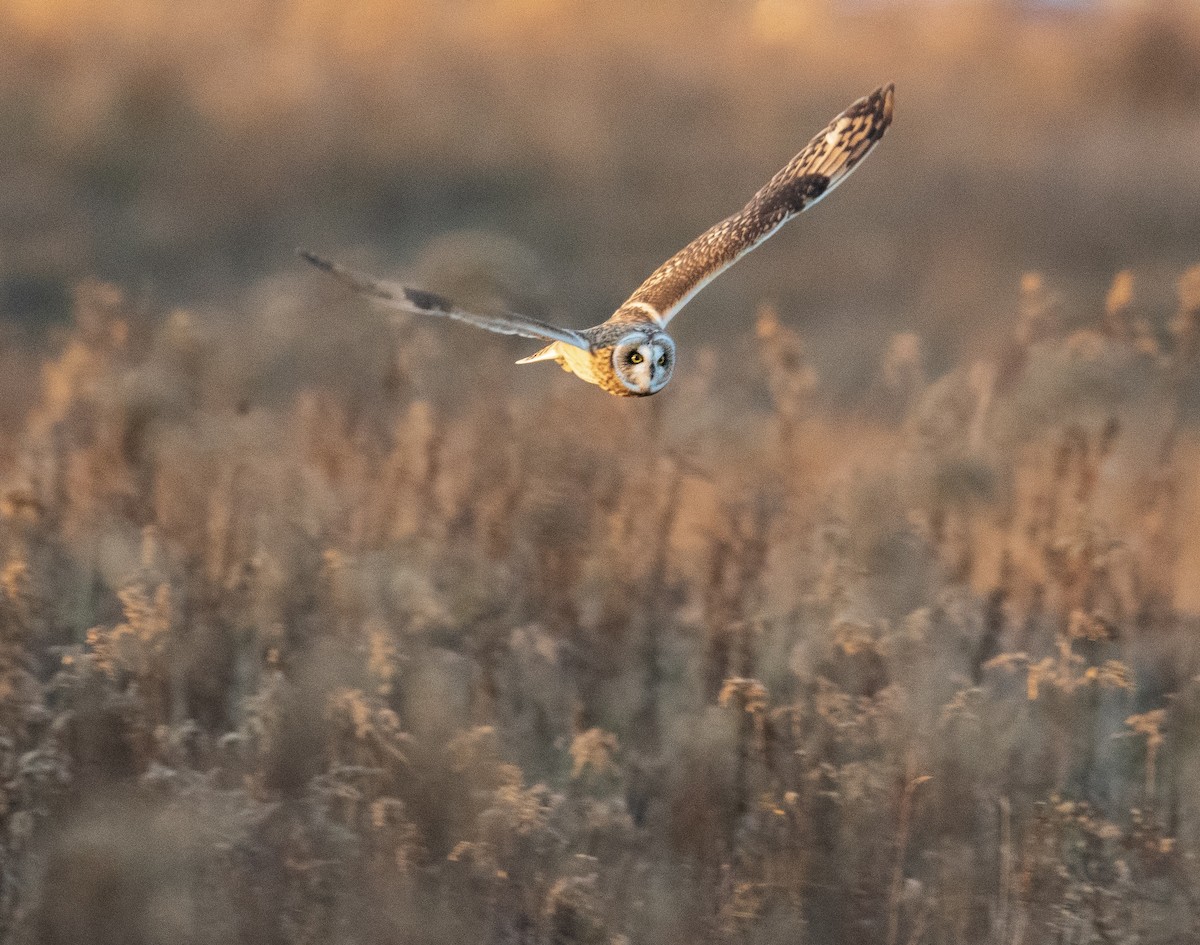 Short-eared Owl - Kevin Kirby