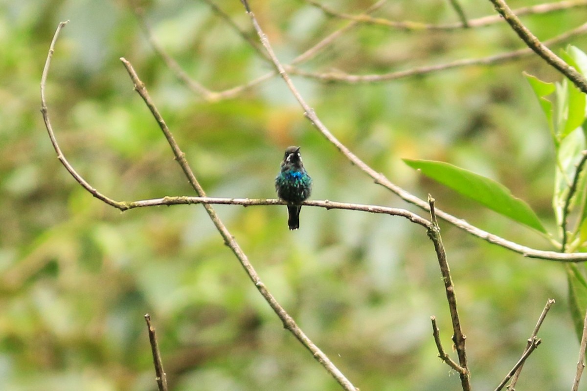 Green Thorntail - ML285632081