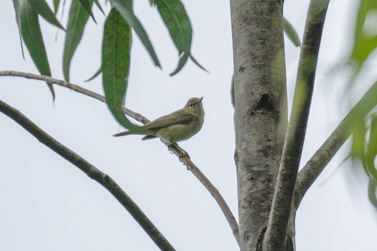 Willow Warbler - ML285633651