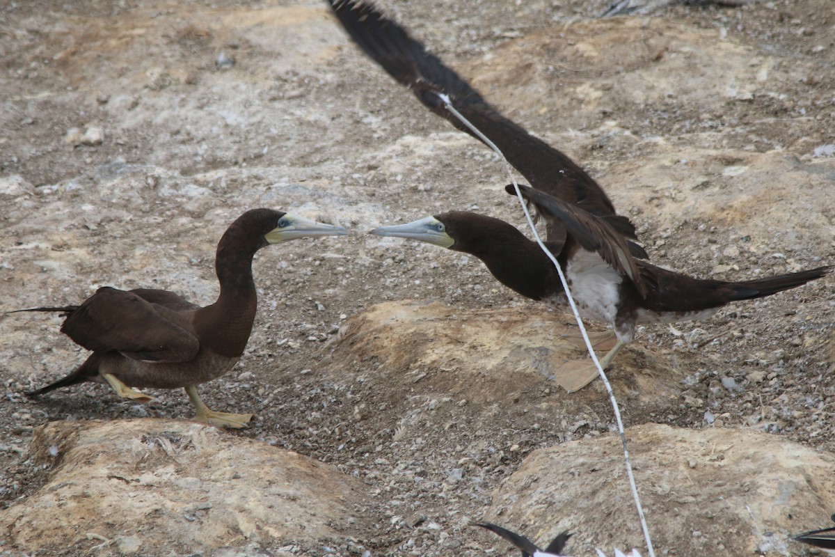 Brown Booby - ML28563621