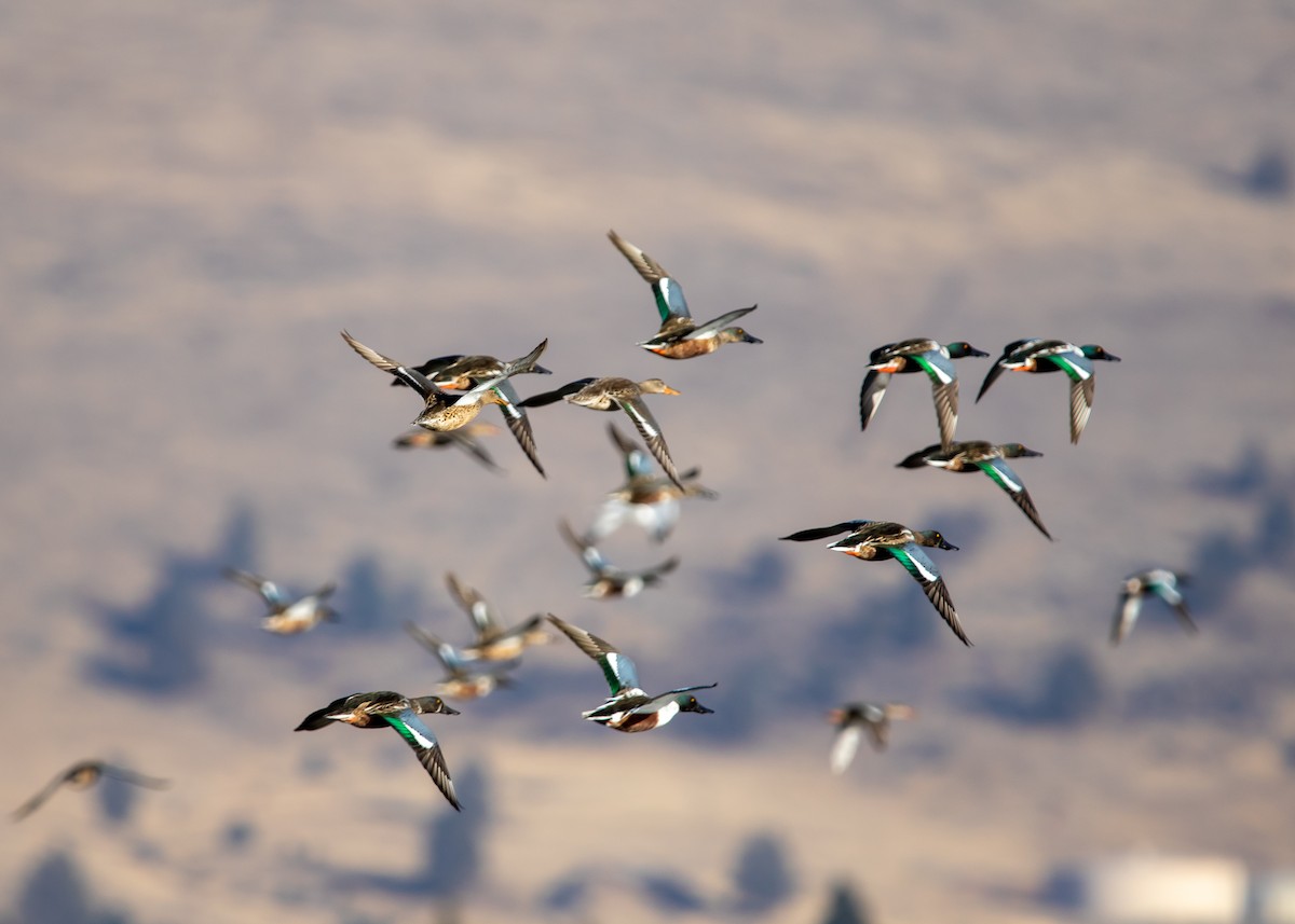 Northern Shoveler - Forest Tomlinson