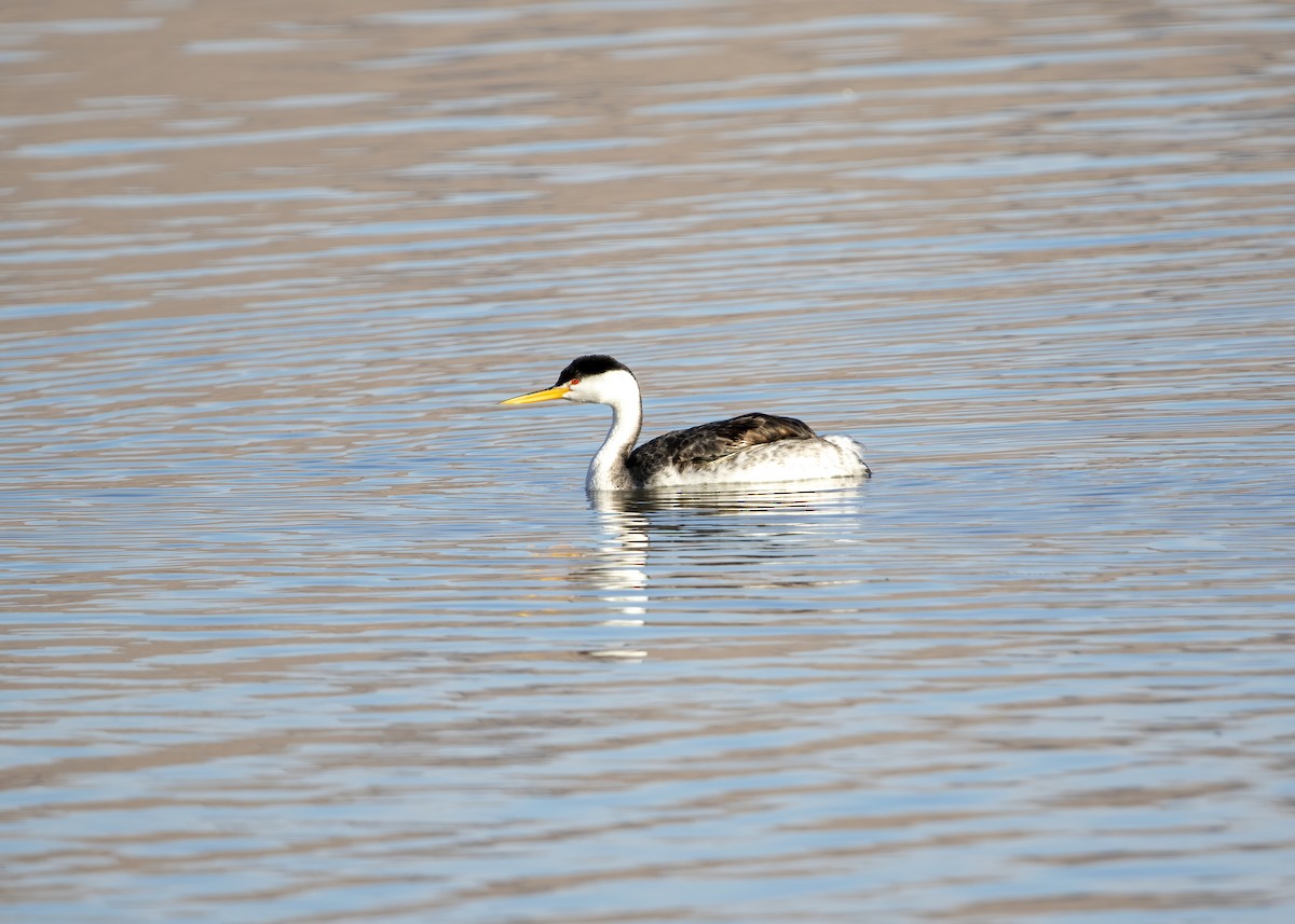 Clark's Grebe - Forest Tomlinson