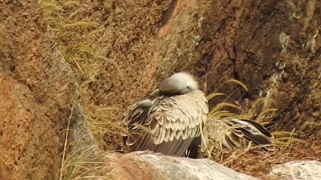 Indian Vulture - ML285639931