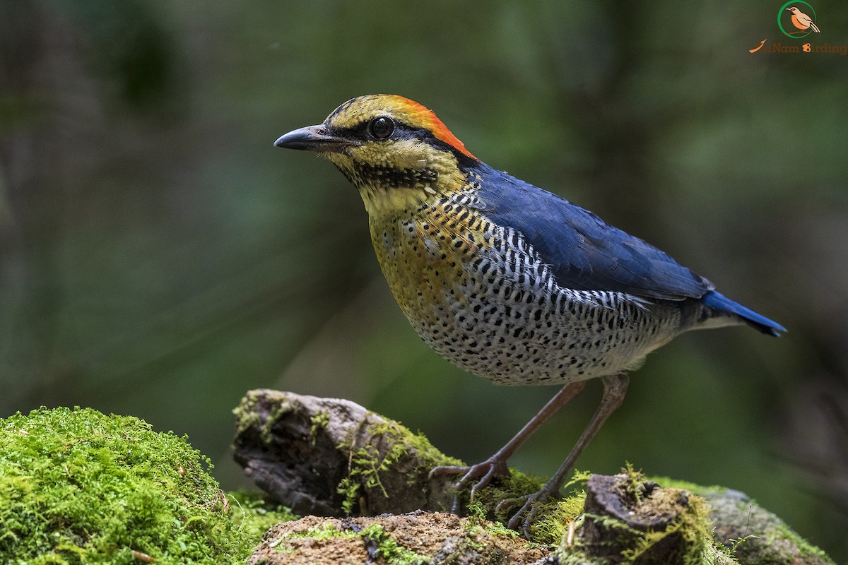 Blue Pitta - Dinh Thinh