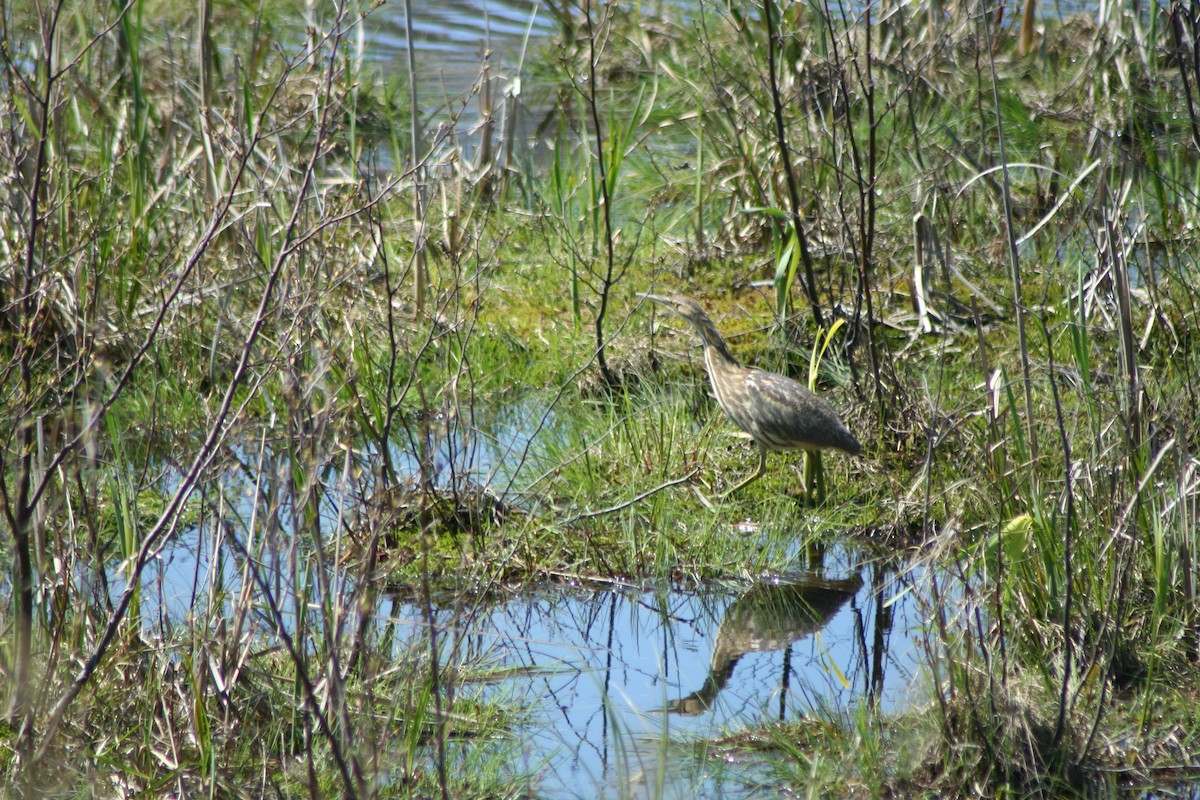 American Bittern - ML28564291