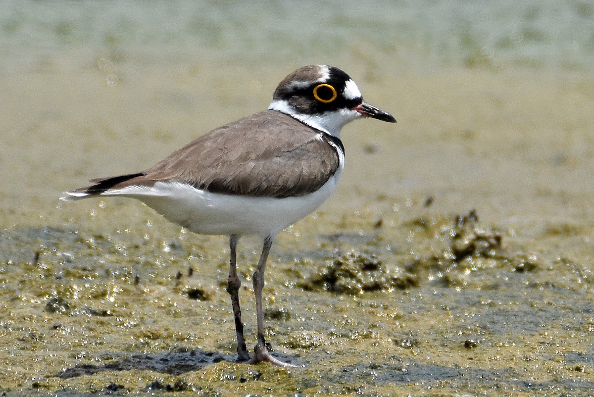 Little Ringed Plover - ML285643151