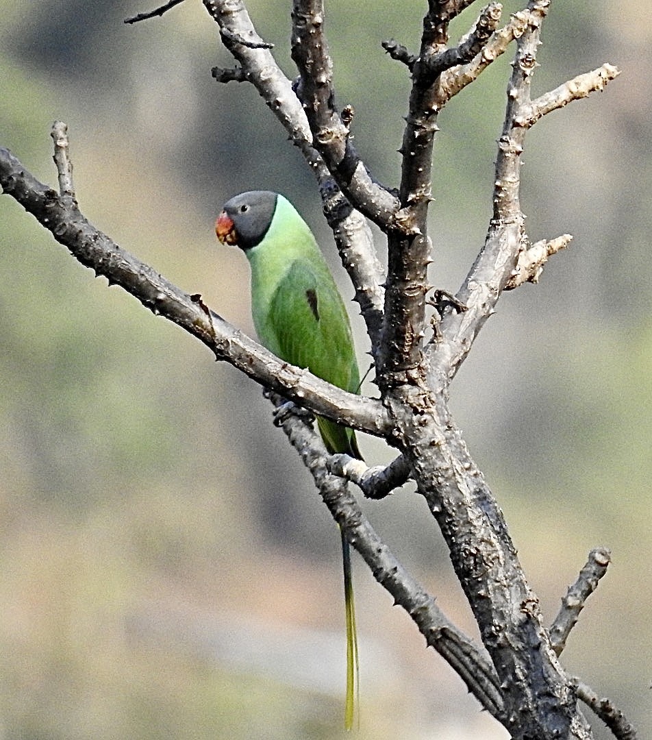 Himalaya Yeşil Papağanı - ML285645201