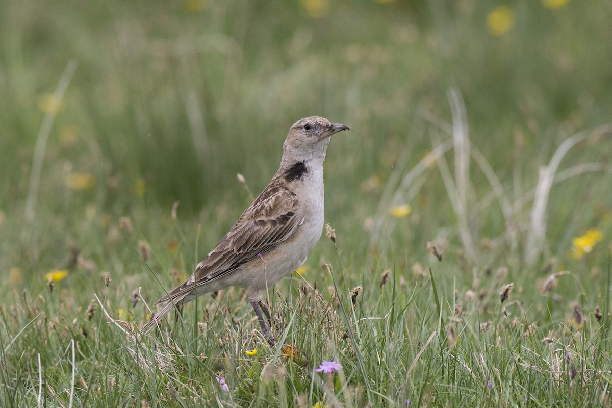 Tibetan Lark - ML285646251