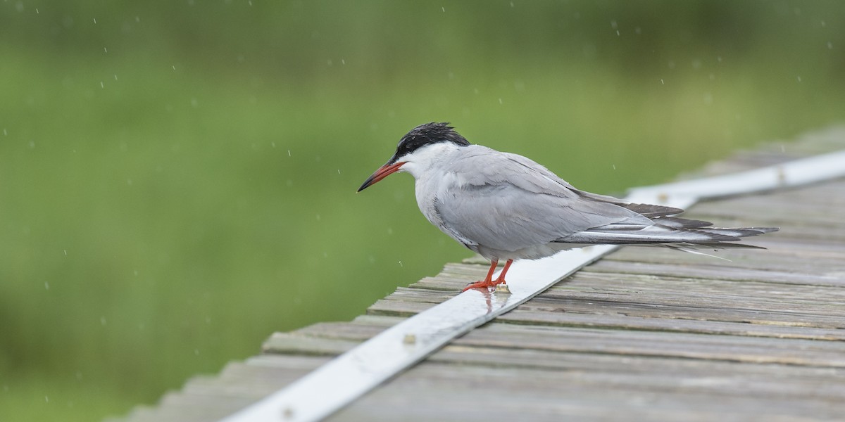 Sterne pierregarin (hirundo/tibetana) - ML285646301