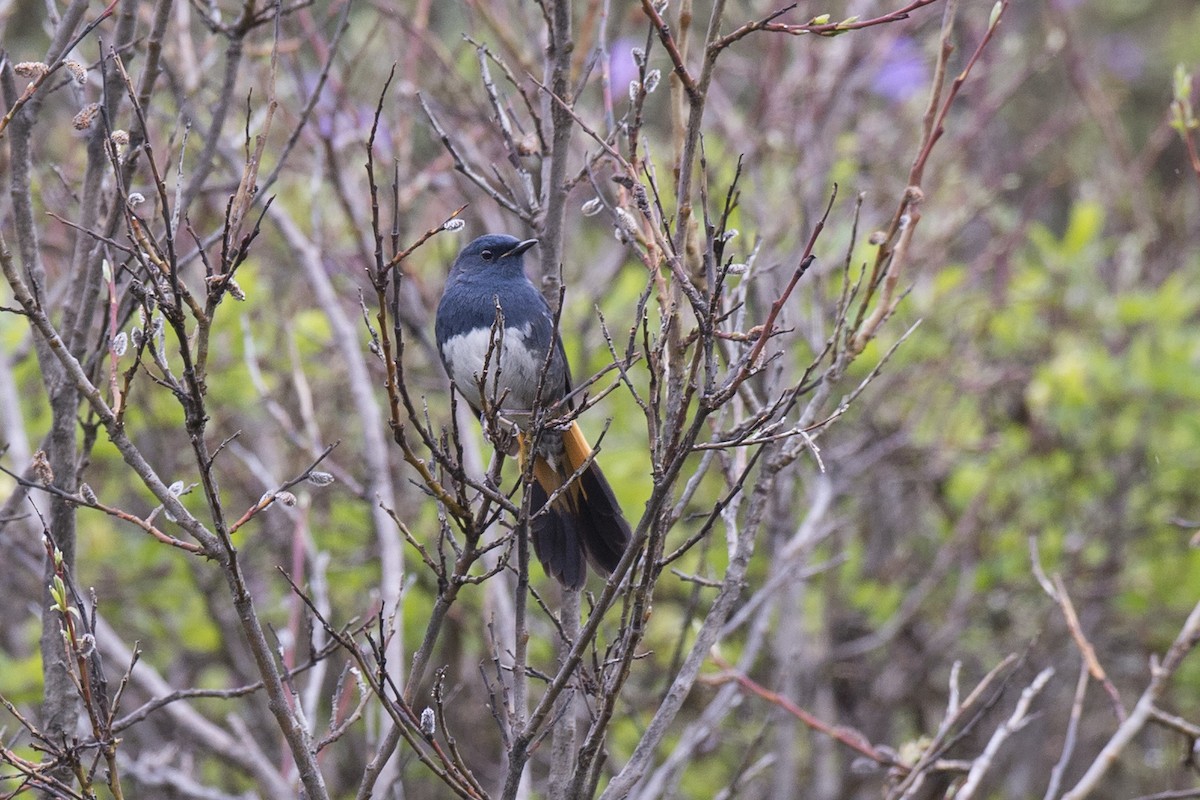 White-bellied Redstart - ML285646381