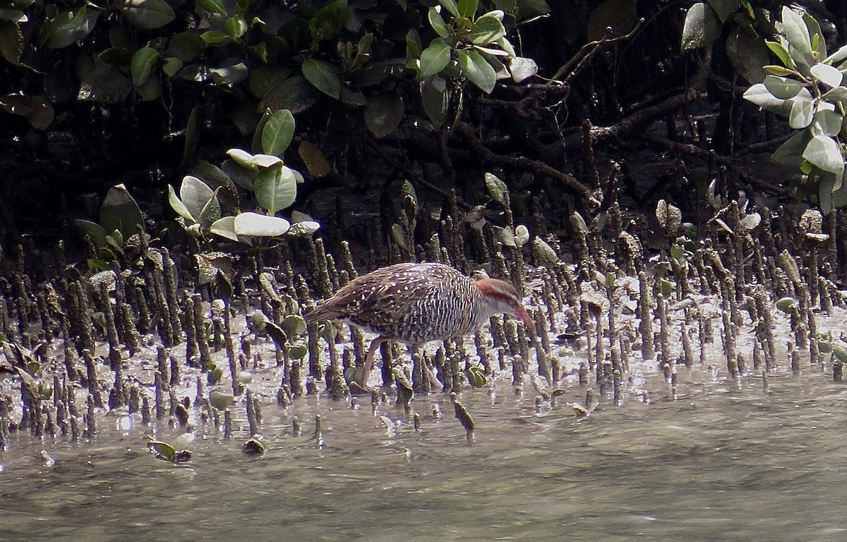 Buff-banded Rail - Noel Ward