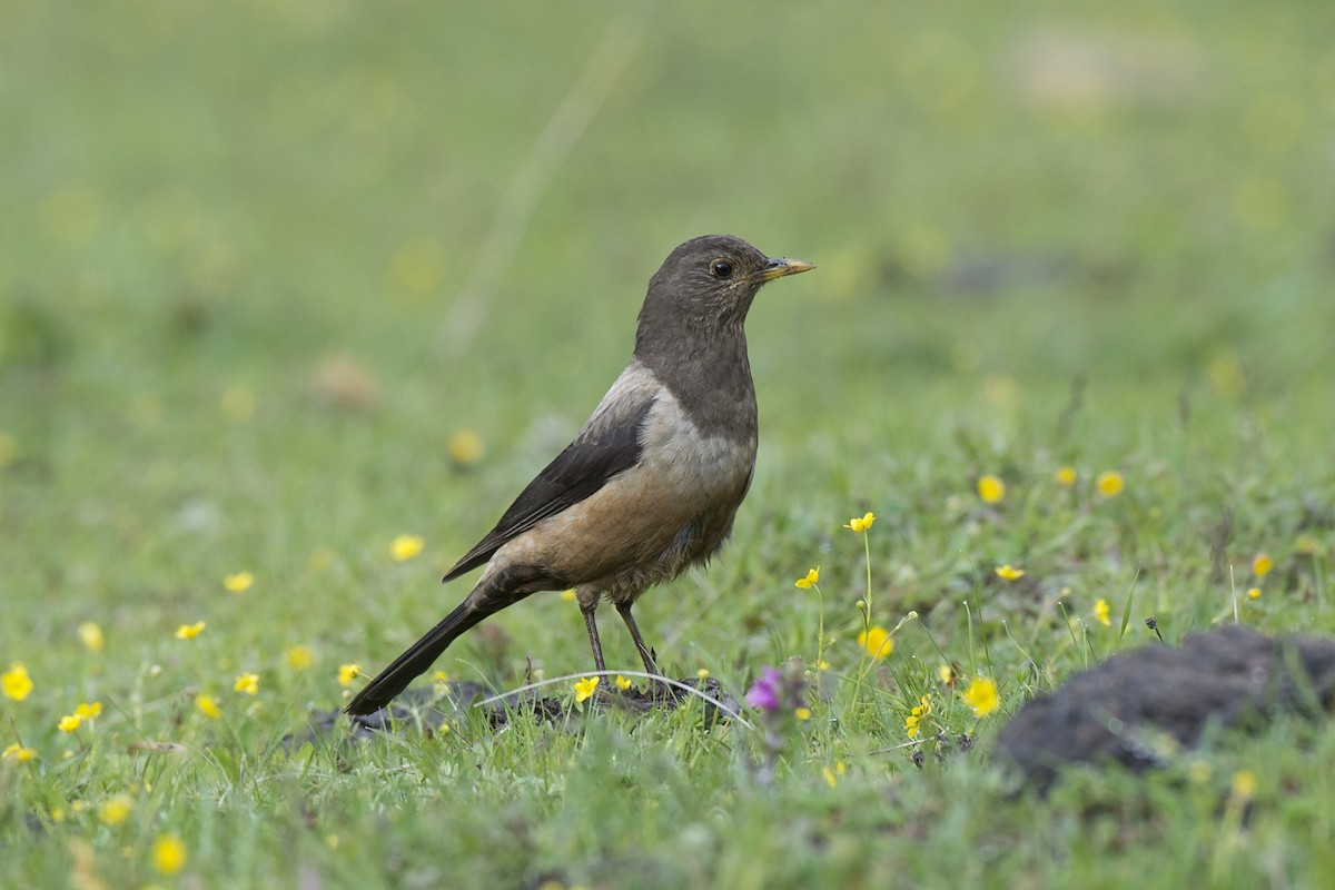 White-backed Thrush - ML285646941