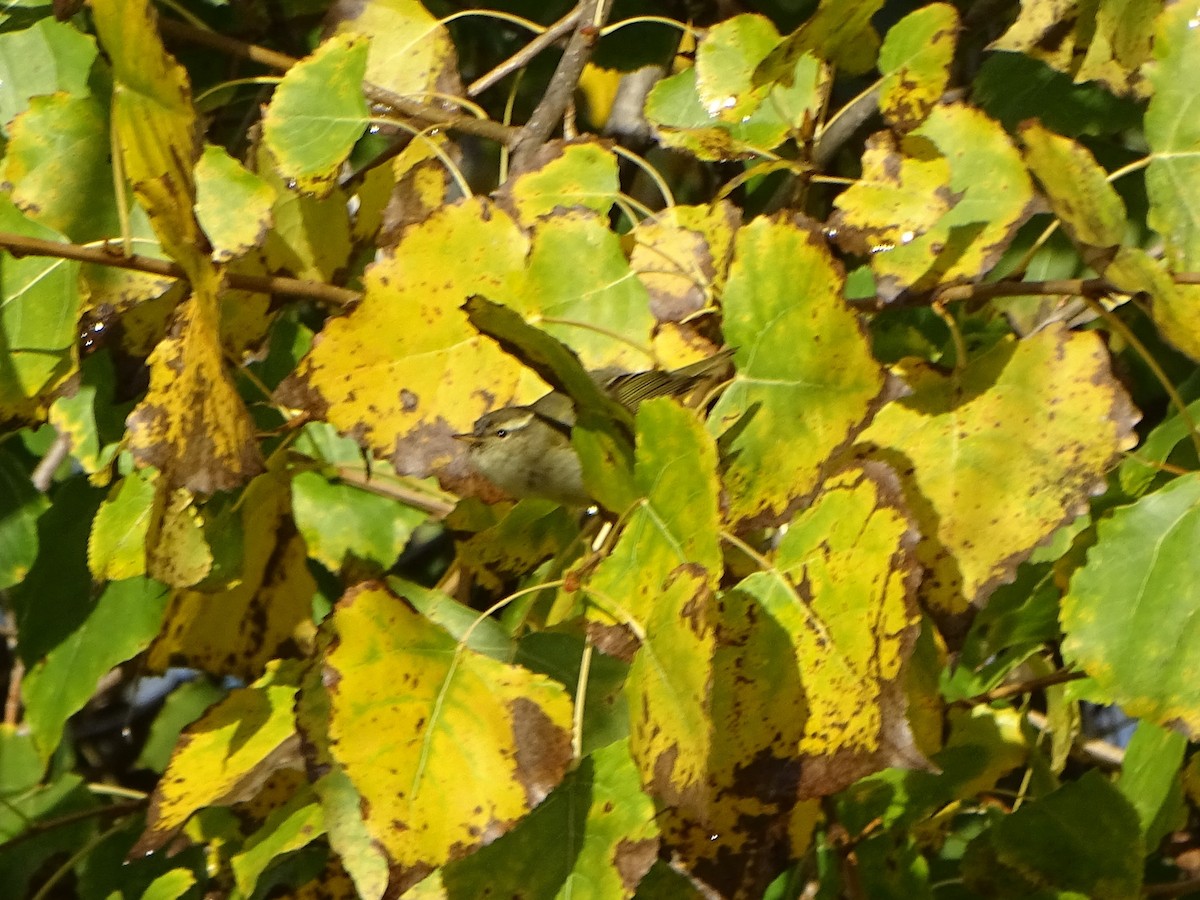 Yellow-browed Warbler - ML285653041