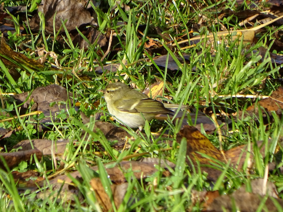 Yellow-browed Warbler - ML285653061