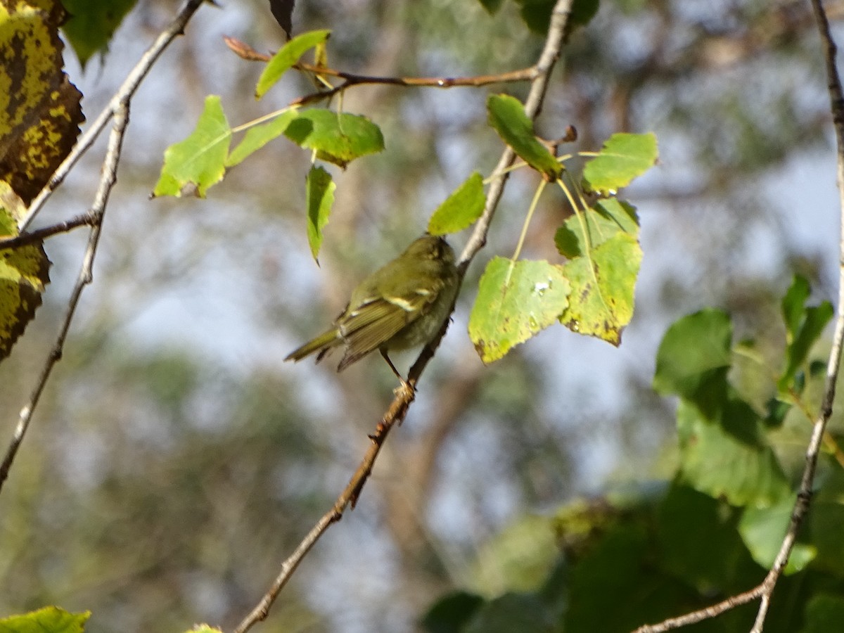 Yellow-browed Warbler - ML285653081